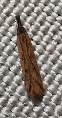 Lepidoptera