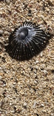 Cellana
