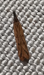 Lepidoptera