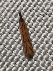 Lepidoptera