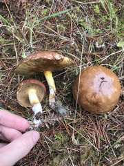 Suillus ponderosus