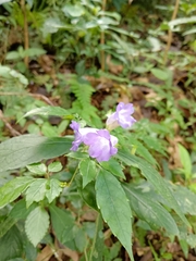 Strobilanthes formosana
