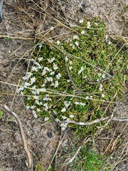 Scaevola albida