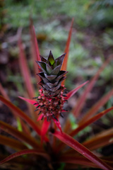 Ananas comosus microstachys