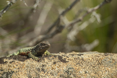 Liolaemus sarmientoi