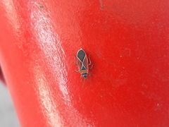 Neacoryphus bicrucis