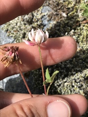 Trifolium pallescens