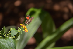 Heliconius
