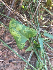 Funastrum heterophyllum
