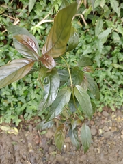 Mussaenda parviflora