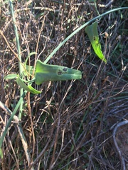 Funastrum heterophyllum