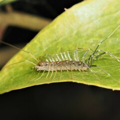 Scutigera coleoptrata