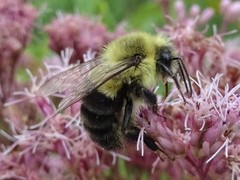 Bombus impatiens