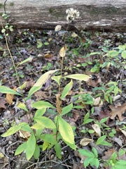 Doellingeria infirma