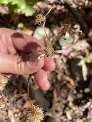 Doellingeria infirma