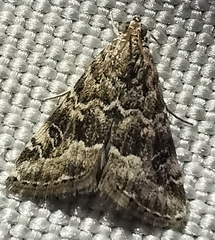 Hellula undalis