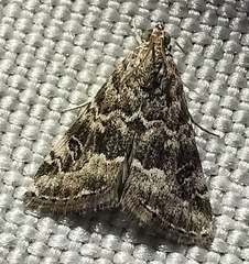 Hellula undalis