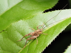 Macropathinae