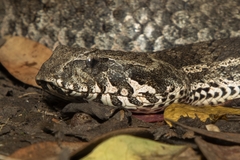 Acanthophis antarcticus