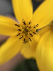 Electranthera mutica