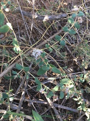 Euphorbia capitellata