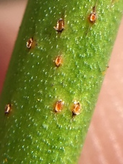 Uromyces microtidis