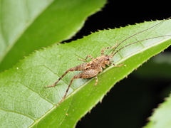 Macropathinae
