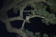 Tyto novaehollandiae