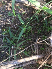 Funastrum heterophyllum