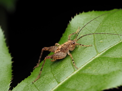 Macropathinae