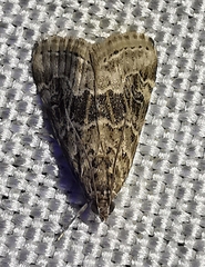 Hellula undalis