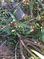 Funastrum heterophyllum