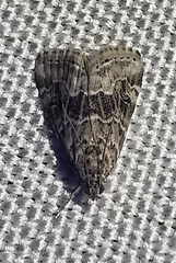Hellula undalis