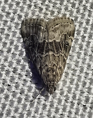 Hellula undalis
