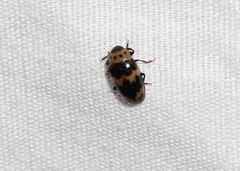 Ischyrus quadripunctatus