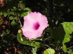 Ipomoea jalapa