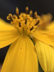 Electranthera mutica