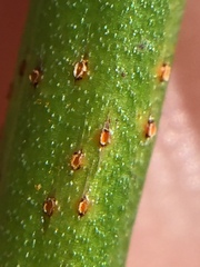 Uromyces microtidis