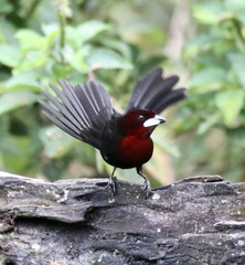 Ramphocelus carbo