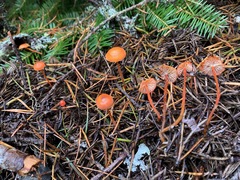 Mycena strobilinoidea