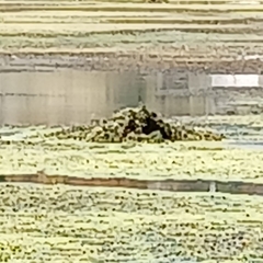 Ondatra zibethicus
