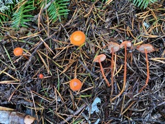 Mycena strobilinoidea