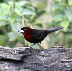 Ramphocelus carbo