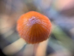 Mycena strobilinoidea
