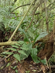 Calanthe triplicata