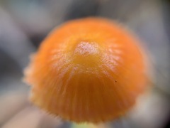 Mycena strobilinoidea