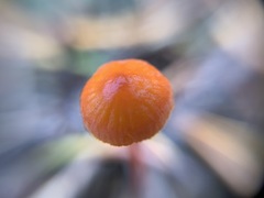 Mycena strobilinoidea