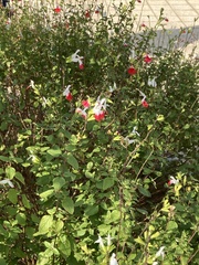 Macroglossum stellatarum