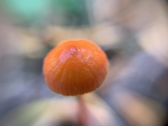 Mycena strobilinoidea