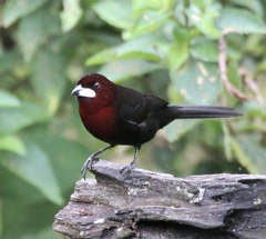 Ramphocelus carbo
